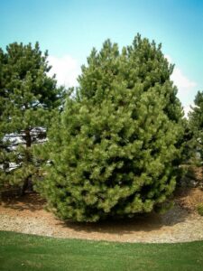 Сосна Чёрная (Pinus Nigra) купить по цене от 270.00р. в интернет-магазине «Посадика» с доставкой почтой в в Болхове и по всей России – [изображение №1].