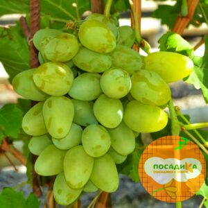 Виноград Монарх купить по цене от 310р. в интернет-магазине «Посадика» с доставкой почтой в в Болхове и по всей России – [изображение №1].