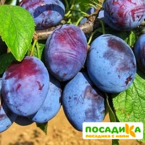 Слива Чачакская ранняя купить по цене от 229.00р. в интернет-магазине «Посадика» с доставкой почтой в в Болхове и по всей России – [изображение №1].