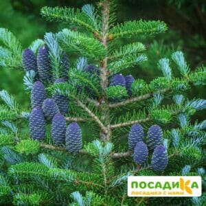 Пихта корейская (Abies koreana) купить по цене от 450.00р. в интернет-магазине «Посадика» с доставкой почтой в в Болхове и по всей России – [изображение №1].