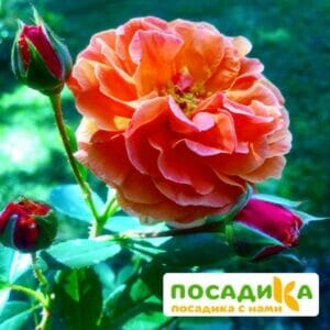 Роза Арабия купить по цене от 350.00р. в интернет-магазине «Посадика» с доставкой почтой в в Болхове и по всей России – [изображение №1].