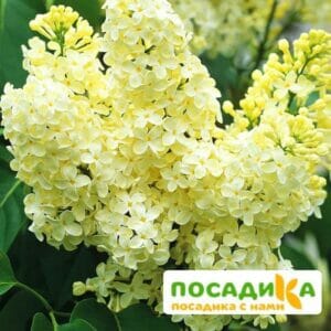 Сирень Примроуз (Primrose) купить по цене от 529.00р. в интернет-магазине «Посадика» с доставкой почтой в в Болхове и по всей России – [изображение №1].