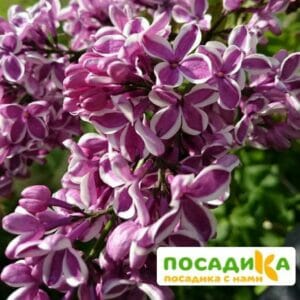 Сирень Сенсация купить по цене от 529.00р. в интернет-магазине «Посадика» с доставкой почтой в в Болхове и по всей России – [изображение №1].