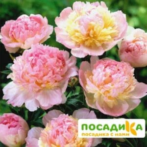 Пион Распберри Сандей (Paeonia Raspberry Sundae) купить по цене от 959р. в интернет-магазине «Посадика» с доставкой почтой в в Болхове и по всей России – [изображение №1].