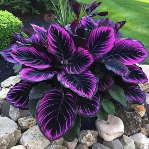 Хоста Люминоза купить по цене от 450р. в интернет-магазине «Посадика» с доставкой почтой в в Болхове и по всей России – [изображение №1].