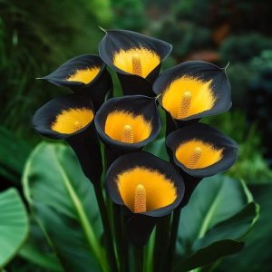 Калла Легато купить по цене от 620р. в интернет-магазине «Посадика» с доставкой почтой в в Болхове и по всей России – [изображение №1].