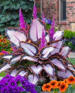 Хоста Кримэн Дрим купить по цене от 549р. в интернет-магазине «Посадика» с доставкой почтой в в Болхове и по всей России – [изображение №1].