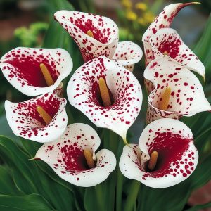 Калла Эмпайр купить по цене от 302р. в интернет-магазине «Посадика» с доставкой почтой в в Болхове и по всей России – [изображение №1].