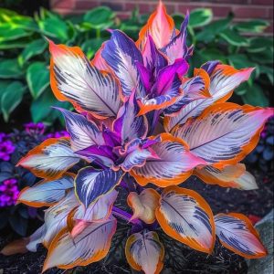 Хоста Эмеральд Тиара купить по цене от 602р. в интернет-магазине «Посадика» с доставкой почтой в в Болхове и по всей России – [изображение №1].