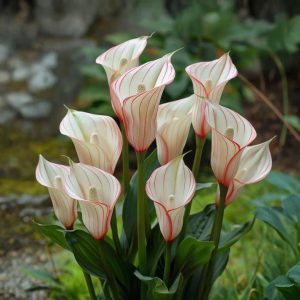 Калла Глейшер купить по цене от 299р. в интернет-магазине «Посадика» с доставкой почтой в в Болхове и по всей России – [изображение №1].