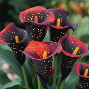 Калла Нуар купить по цене от 299р. в интернет-магазине «Посадика» с доставкой почтой в в Болхове и по всей России – [изображение №1].