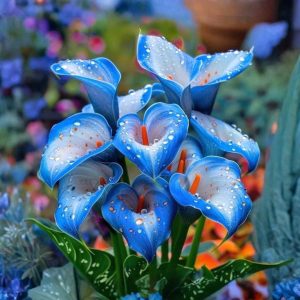 Калла Портрейт купить по цене от 292р. в интернет-магазине «Посадика» с доставкой почтой в в Болхове и по всей России – [изображение №1].