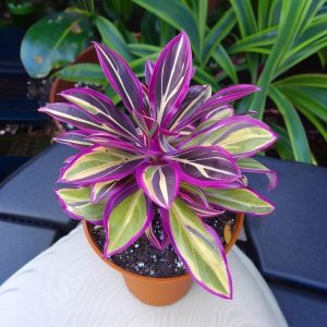 Хоста Сильвер Стик купить по цене от 650р. в интернет-магазине «Посадика» с доставкой почтой в в Болхове и по всей России – [изображение №1].