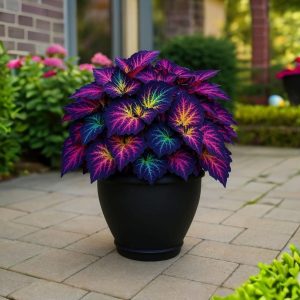 Хоста Фрости Блю купить по цене от 389р. в интернет-магазине «Посадика» с доставкой почтой в в Болхове и по всей России – [изображение №1].