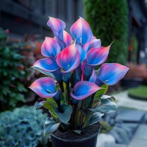 Калла Импрессия купить по цене от 590р. в интернет-магазине «Посадика» с доставкой почтой в в Болхове и по всей России – [изображение №1].