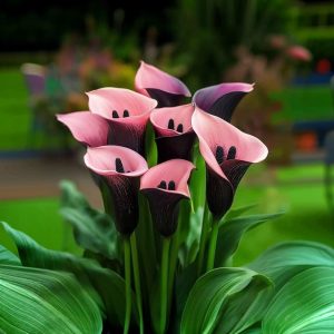 Калла Энигма купить по цене от 291р. в интернет-магазине «Посадика» с доставкой почтой в в Болхове и по всей России – [изображение №1].