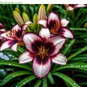 Лилейник Крим Сикл купить по цене от 799р. в интернет-магазине «Посадика» с доставкой почтой в в Болхове и по всей России – [изображение №1].