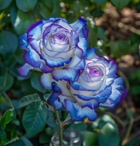 Роза Пэтолз Хоуп купить по цене от 333р. в интернет-магазине «Посадика» с доставкой почтой в в Болхове и по всей России – [изображение №1].