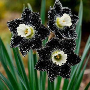 Нарцисс Кассата купить по цене от 372р. в интернет-магазине «Посадика» с доставкой почтой в в Болхове и по всей России – [изображение №1].