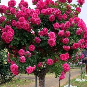 Роза Версаля купить по цене от 232р. в интернет-магазине «Посадика» с доставкой почтой в в Болхове и по всей России – [изображение №1].