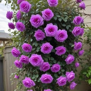 Роза Мистик Уайт купить по цене от 620р. в интернет-магазине «Посадика» с доставкой почтой в в Болхове и по всей России – [изображение №1].