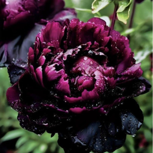 Пион Темный Сад купить по цене от 421р. в интернет-магазине «Посадика» с доставкой почтой в в Болхове и по всей России – [изображение №1].