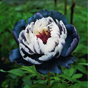 Пион Древовидный Инь-Янь купить по цене от 419р. в интернет-магазине «Посадика» с доставкой почтой в в Болхове и по всей России – [изображение №1].