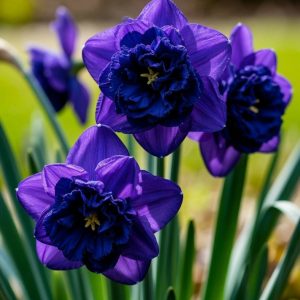 Нарцисс Арт Нуво купить по цене от 378р. в интернет-магазине «Посадика» с доставкой почтой в в Болхове и по всей России – [изображение №1].