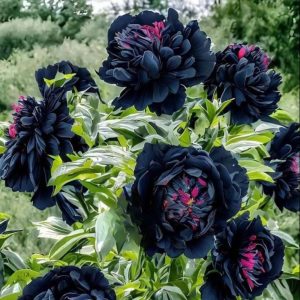 Пион древовидный Сердце Афродиты купить по цене от 600р. в интернет-магазине «Посадика» с доставкой почтой в в Болхове и по всей России – [изображение №1].