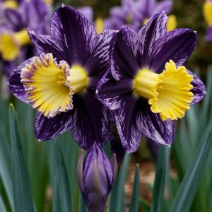 Нарцисс Акропоис купить по цене от 382р. в интернет-магазине «Посадика» с доставкой почтой в в Болхове и по всей России – [изображение №1].