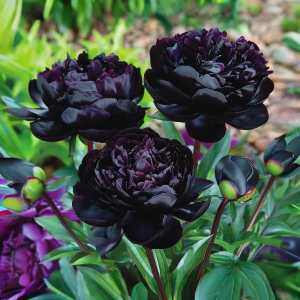 Пион Королевский Бархат купить по цене от 419р. в интернет-магазине «Посадика» с доставкой почтой в в Болхове и по всей России – [изображение №1].