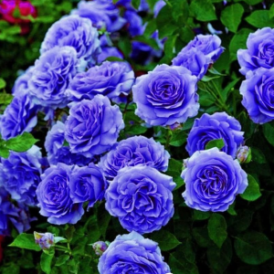 Роза Блю Мун купить по цене от 450р. в интернет-магазине «Посадика» с доставкой почтой в в Болхове и по всей России – [изображение №1].