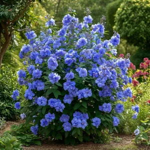 Гибискус Сансет Блоссом купить по цене от 248р. в интернет-магазине «Посадика» с доставкой почтой в в Болхове и по всей России – [изображение №1].