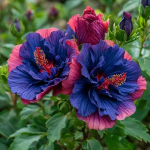 Гибискус Роуз Шайн купить по цене от 360р. в интернет-магазине «Посадика» с доставкой почтой в в Болхове и по всей России – [изображение №1].