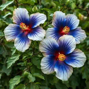 Гибискус Илюжн Вилью купить по цене от 259р. в интернет-магазине «Посадика» с доставкой почтой в в Болхове и по всей России – [изображение №1].