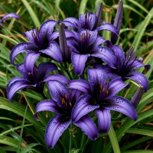 Лилейник Блю Айрис купить по цене от 324р. в интернет-магазине «Посадика» с доставкой почтой в в Болхове и по всей России – [изображение №1].