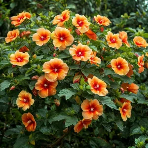 Гибискус Кристал Рэй купить по цене от 458р. в интернет-магазине «Посадика» с доставкой почтой в в Болхове и по всей России – [изображение №1].