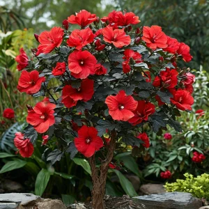 Гибискус Миднайт Роуз купить по цене от 269р. в интернет-магазине «Посадика» с доставкой почтой в в Болхове и по всей России – [изображение №1].