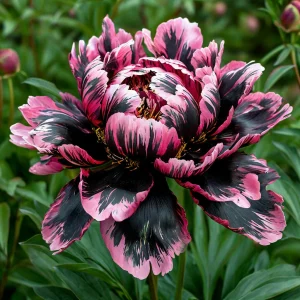 Пион Дроп Руби купить по цене от 469р. в интернет-магазине «Посадика» с доставкой почтой в в Болхове и по всей России – [изображение №1].