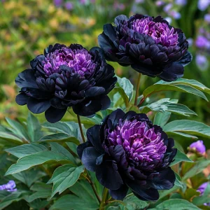 Пион Свэнс Даун купить по цене от 610р. в интернет-магазине «Посадика» с доставкой почтой в в Болхове и по всей России – [изображение №1].