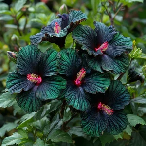 Гибискус Пикок Плюм купить по цене от 490р. в интернет-магазине «Посадика» с доставкой почтой в в Болхове и по всей России – [изображение №1].