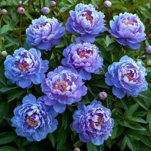 Пион Голубой лотос купить по цене от 590р. в интернет-магазине «Посадика» с доставкой почтой в в Болхове и по всей России – [изображение №1].