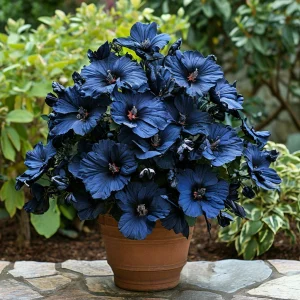 Гибискус Селестиал Флейм купить по цене от 326р. в интернет-магазине «Посадика» с доставкой почтой в в Болхове и по всей России – [изображение №1].