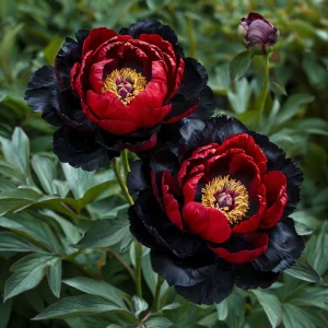 Пион Эбеновый Рубин купить по цене от 419р. в интернет-магазине «Посадика» с доставкой почтой в в Болхове и по всей России – [изображение №1].
