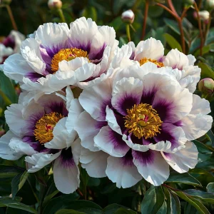 Пион Эко Саммер купить по цене от 548р. в интернет-магазине «Посадика» с доставкой почтой в в Болхове и по всей России – [изображение №1].