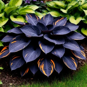 Хоста Умбра купить по цене от 349р. в интернет-магазине «Посадика» с доставкой почтой в в Болхове и по всей России – [изображение №1].