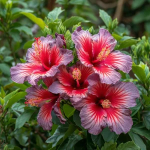 Гибискус Кримсон Флейм купить по цене от 479р. в интернет-магазине «Посадика» с доставкой почтой в в Болхове и по всей России – [изображение №1].