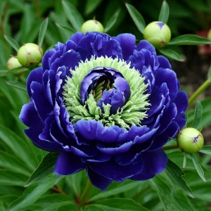 Пион Дримвивер купить по цене от 417р. в интернет-магазине «Посадика» с доставкой почтой в в Болхове и по всей России – [изображение №1].