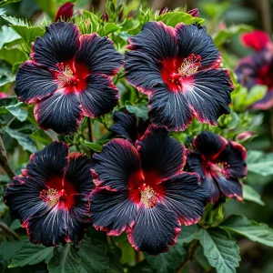 Гибискус садовый Файер Дэнсер купить по цене от 450р. в интернет-магазине «Посадика» с доставкой почтой в в Болхове и по всей России – [изображение №1].