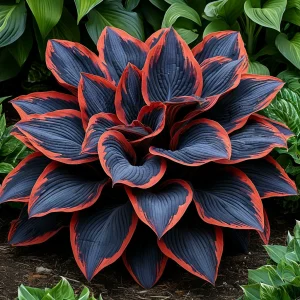 Хоста Солнечный Агат купить по цене от 440р. в интернет-магазине «Посадика» с доставкой почтой в в Болхове и по всей России – [изображение №1].